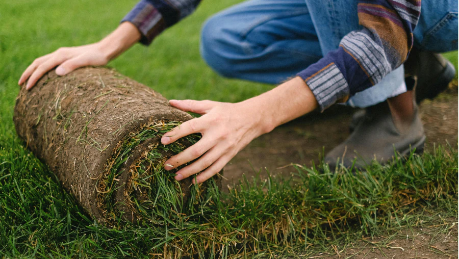 Sod Installation
