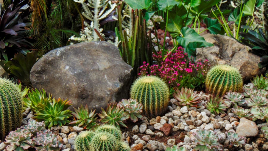 Xeriscaping